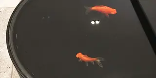 何回目かの大人の京都プラン