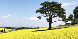 薬莱山からのやくらいガーデン