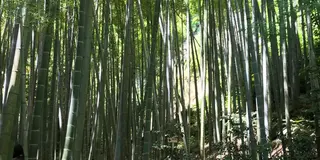 鎌倉散歩
