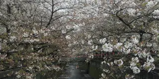 春は中目黒でお花見散策♡