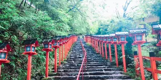 京都🌿青もみじ🍃🍃