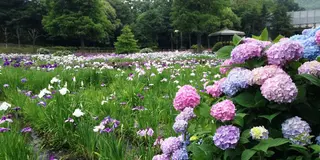 今が見頃の花菖蒲&まだまだ間に合うバラの花。お弁当持ってlet's go！