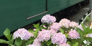 鎌倉あじさいめぐり
