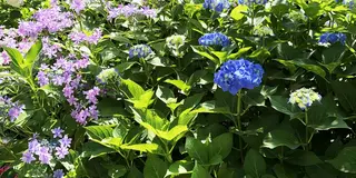 宇治の名所とお抹茶🍵満喫プランetc.