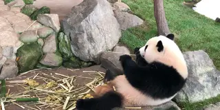 熊野古道とパンダ🐼南紀白浜ドライブのたび