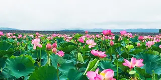 天国に一番近い沼