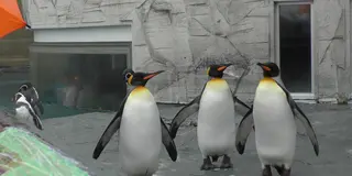 雨の富良野旅行1日目 （旭山動物園）雨