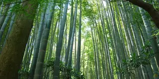 外国人を連れて鎌倉デイトリップ