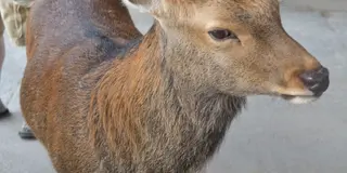 久しぶりに奈良観光