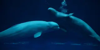 島根・鳥取の縁結びの旅。