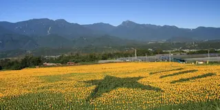夏はやっぱり明野のひまわり🌻見ないと！！