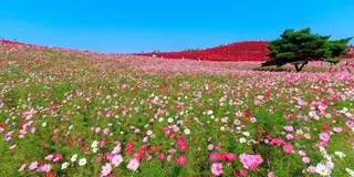 【茨城】恋人と巡る日立