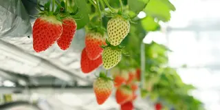 雫の里農園(いちごの直売)