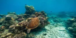 【オーストラリア】ケアンズで2つの世界遺産を巡る弾丸2泊3日プラン