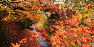 まだ粘る中国地方紅葉ドライブ🍁