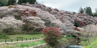 四季桜
