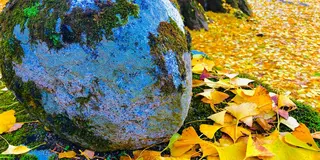 イルミネーション目指して紅葉発見🍁