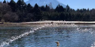 ダイヤモンド富士の富士五湖周遊と新屋山神社で初詣！
