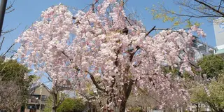 長崎🌸公園でのんびり過ごす一日🌸