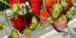 花咲かタイムズ【愛知県・日進市】