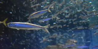 夜の海遊館もイチオシ🐬