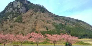 春の伊豆旅行　河津桜祭とまぼろし博覧会と猫の博物館　日帰り