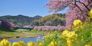 春を先取り🌸ふらっと河津桜