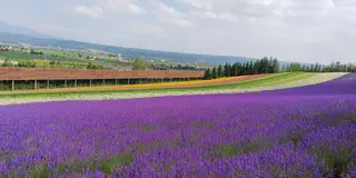 富良野へGoヽ(*´▽)ノ♪