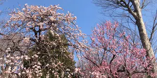 世田谷を梅散歩