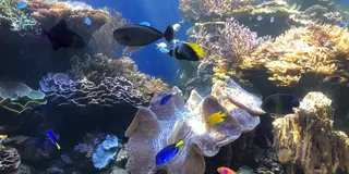 動物好きなあなたにおすすめのプラン！