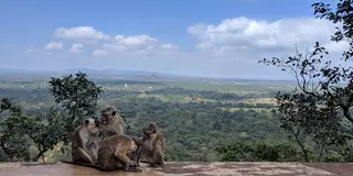 感動の絶景！スリランカの世界遺産・古都シギリヤで最高のリフレッシュ