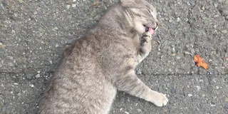 三浦でねこあつめ