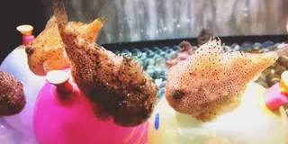 のんびり須磨水族館散策