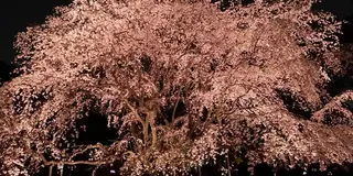 夜桜🌸