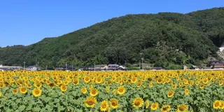 岡山　向日葵畑🌻