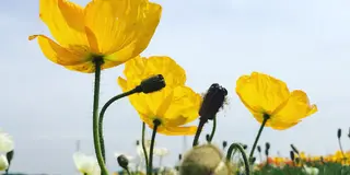 🌻満開のひまわりを求めて…知多半島ドライブ🌻