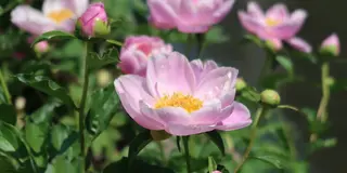門前仲町から木場へ花散歩