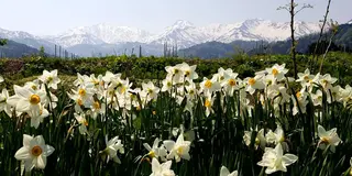 【糸魚川　藤光庵】御朱印と花と手拭いと。