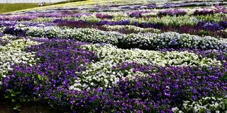 【安曇野　穂高神宮】御朱印と花と手拭いと