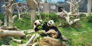 パンダ🐼スパ✨アフタヌーンティー🫖癒しの旅💖マカオ2泊3日
