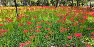 令和初秋(I)巾着田曼珠沙華祭り