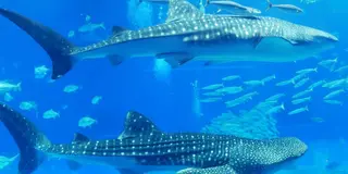 沖縄への旅