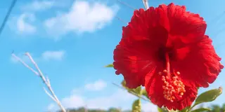 宮古島