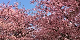 八千代＆佐倉🌸春を先取り🌸