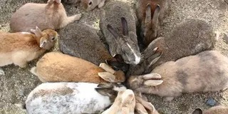 1泊2日🐰うさぎ島と尾道旅