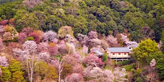京都・吉野・熊野古道・三社4日間