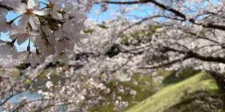 流れる季節，見つかる発見？（順次更新）