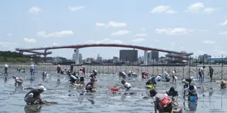 5月～6月限定！東京から潮干狩り