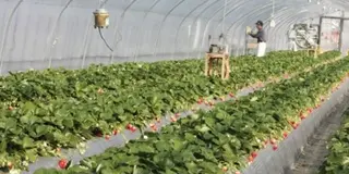 九十九里浜イチゴ狩り