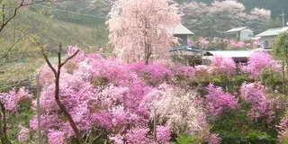 冬の桜を観に行こう！